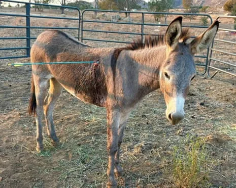 Donkey Recovering After Latest Bow Assault on Wild Burros in the Golden State